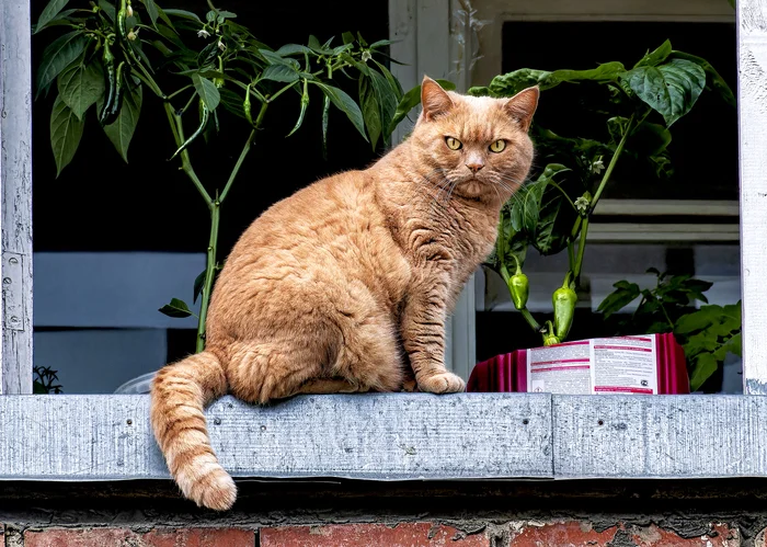 Redhead and peppers - My, The photo, Canon, Street photography, City walk, cat, Redheads, Balcony, Pepper