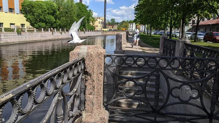 Мойка, лето, чайка - Санкт-Петербург, Лето, Фотография, Мойка