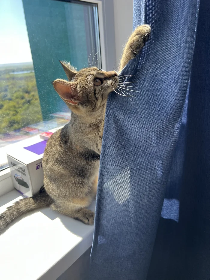 Descendant of the Lion (one second before...) - My, cat, Animals, Pampering, Claws, a lion, Pets, The photo, Curtains