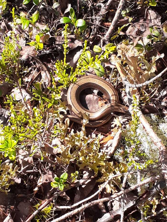 Help identify a snake - My, Snake, Leningrad region, Question, Ask Peekaboo, What's this?