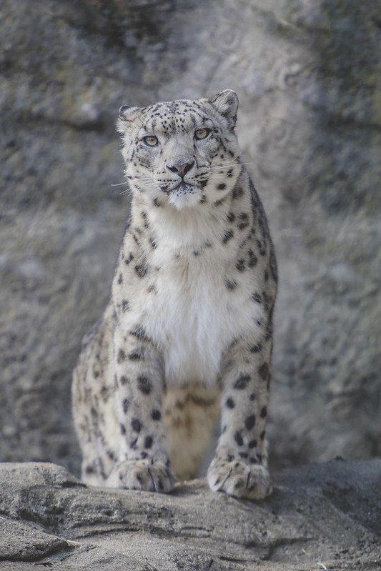 Там, где обитают снежные барсы, сам хозяин гор наблюдает за вами, незримо притаившись за скалой