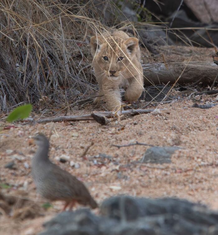 Первая охота