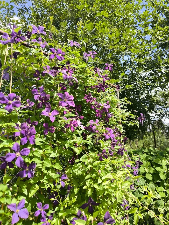 Parent's garden - My, Flowers, Village, Nature, Longpost