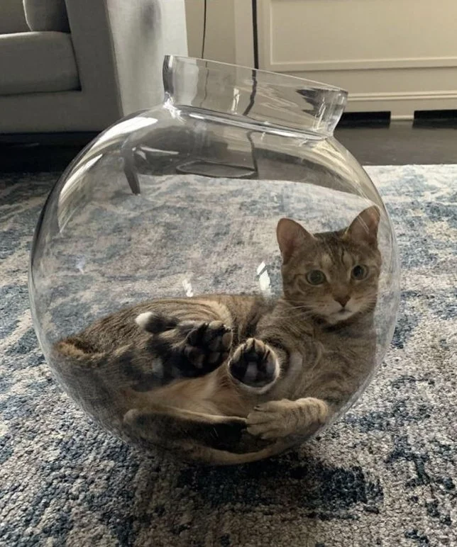 A little cat fluid on the bottom - cat, Cats are liquid, Jar, Glass, On the bottom, Pets, The photo