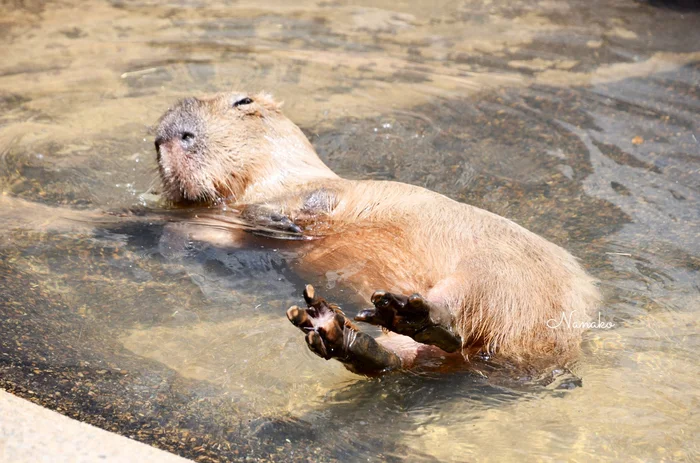 Now I wish I could be this capybara, and not sit in a stuffy office - Wild animals, Zoo, Capybara, Rodents, Water, Water procedures