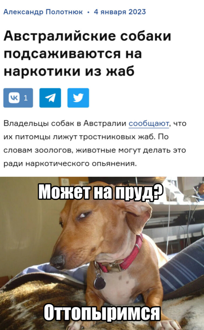 Лизание жаб