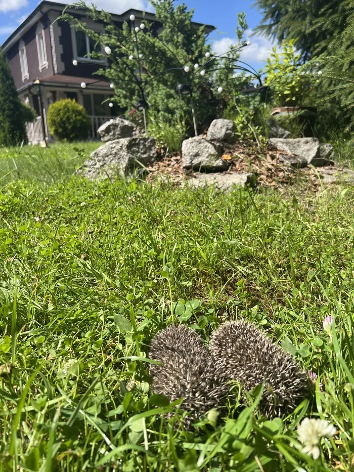 Hedgehogs in the house, part 7 - My, Life stories, Animal Rescue, Hedgehog, I share my joy, Longpost