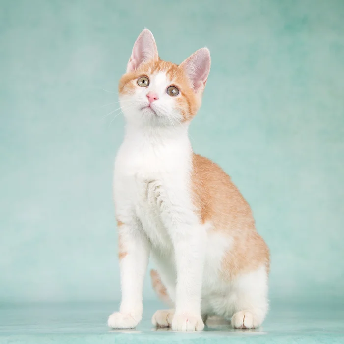 Very affectionate and tame red kitten Khomochka in good hands - Kittens, cat, Cat lovers, Fluffy, In good hands, Homeless animals, Overexposure, Moscow, Moscow region, Kindness, Pet the cat, Shelter, Longpost