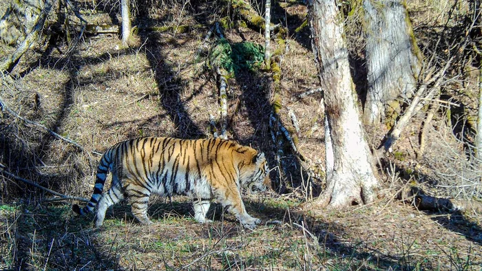 Someone ate very well - Amur tiger, Bikin National Park, Fat cats, Tiger, Primorsky Krai, Wild animals, wildlife, Phototrap, Big cats, Cat family, Predatory animals, Telegram (link)