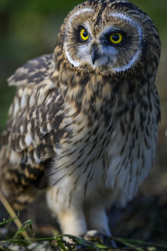 Three owlets - My, Photo hunting, The photo, Birds, Ornithology, Wild animals, Bird watching, Predator birds, Video, Youtube, Longpost, Owl