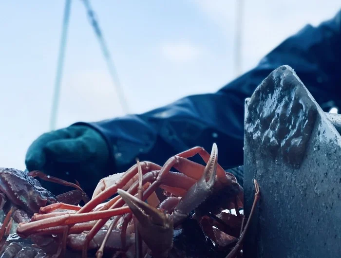 Why are crab fishing companies swimming in millions?: everything about the crab business - My, Development, Career, Profession, Success, Startup, Longpost