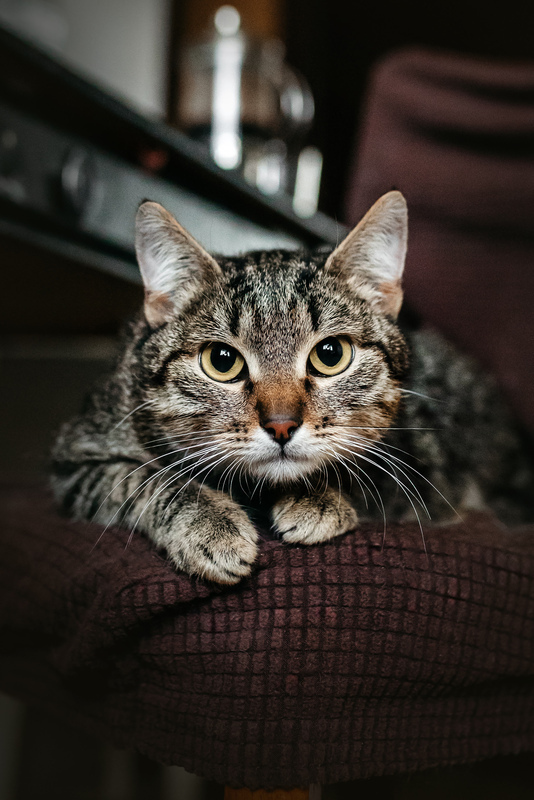 Affectionate tabby cat Arwen in good hands - cat, Cat lovers, In good hands, Homeless animals, Overexposure, Kittens, Fluffy, Moscow, Moscow region, Shelter, Pet the cat, Volunteering, Longpost