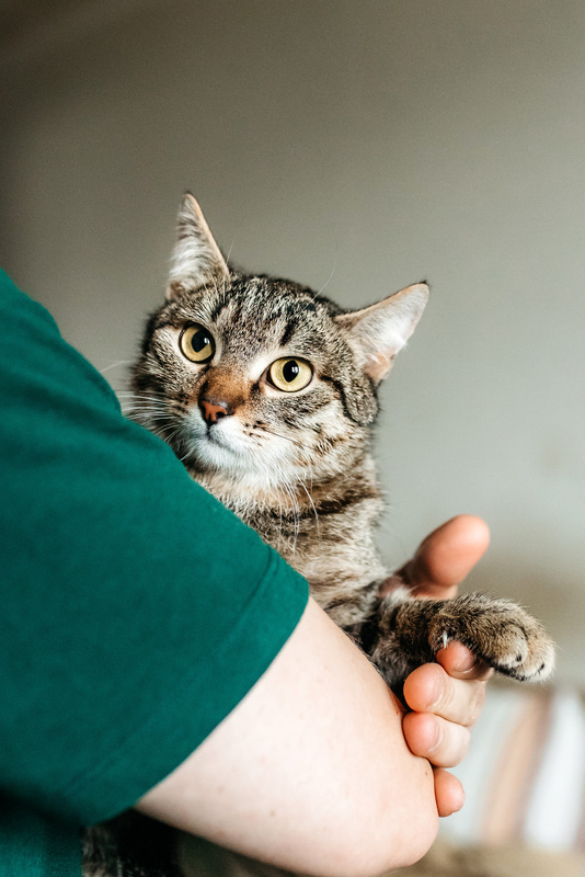 Affectionate tabby cat Arwen in good hands - cat, Cat lovers, In good hands, Homeless animals, Overexposure, Kittens, Fluffy, Moscow, Moscow region, Shelter, Pet the cat, Volunteering, Longpost