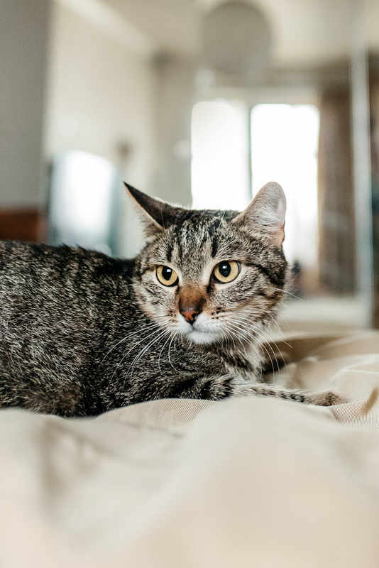 Affectionate tabby cat Arwen in good hands - cat, Cat lovers, In good hands, Homeless animals, Overexposure, Kittens, Fluffy, Moscow, Moscow region, Shelter, Pet the cat, Volunteering, Longpost