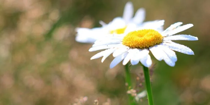 Likes - doesn't like: botanists of the Department of Natural Resources ask citizens not to pick daisies for fortune telling - Divination, Chamomile, Love does not love