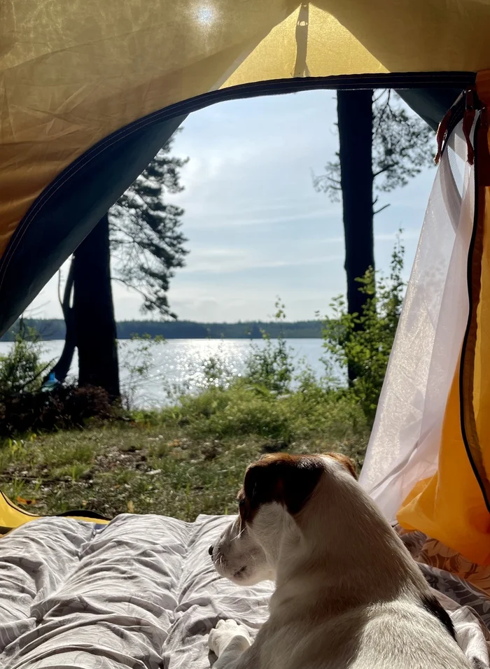 Let “good morning” become a tradition - My, Dog, Nature, Republic of Belarus, Tent, The photo, Lake, Forest