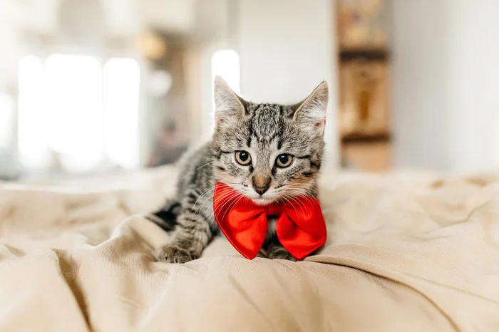 Gray kitten Weasel in good hands - Kittens, In good hands, Fluffy, Overexposure, Homeless animals, Cat lovers, Moscow, Shelter, Moscow region, Kindness, Animal Rescue, Volunteering, Longpost