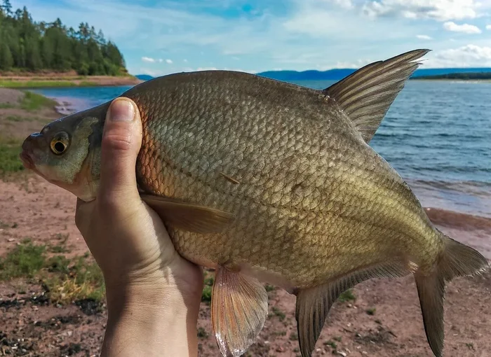 Kazan scientists found microplastics in river fish: an invisible threat to human health - Scientists, Research, Ecology, The science, Garbage, Plastic, Biology, Kazan