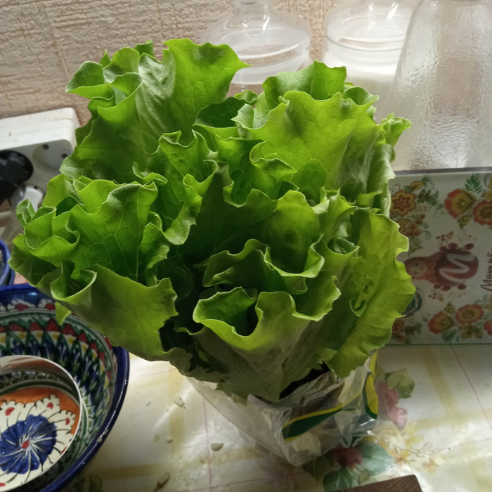 Салат листовой