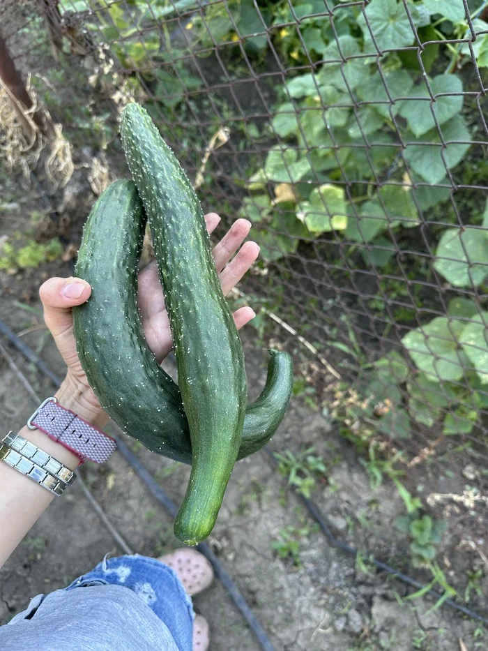 Something on happy - My, Garden, Happiness, Cucumbers, Good mood, Joy