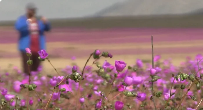 The world's driest desert blooms in Chile - Bloom, Desert, Atacama Desert, South America, Chile, Winter, beauty, wildlife, The photo, Beautiful view, Longpost