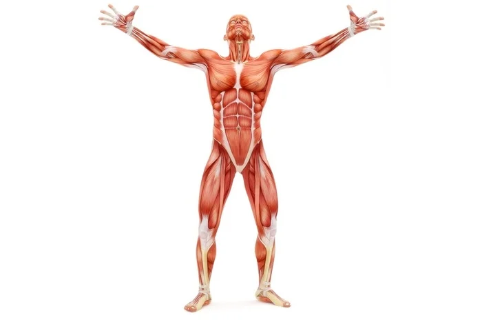 Muscles and tendons. How to Improve Sports Performance and Avoid Injuries - My, Cmt, Collagen, The science, Research, Nutrition, Health, Longpost