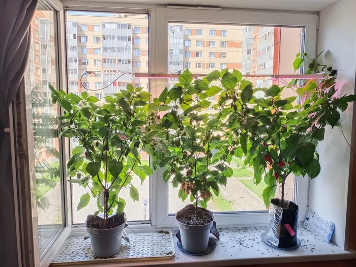 Just showing 3 - My, Hot peppers, Houseplants, Gardening, Spicy, Hobby, Longpost