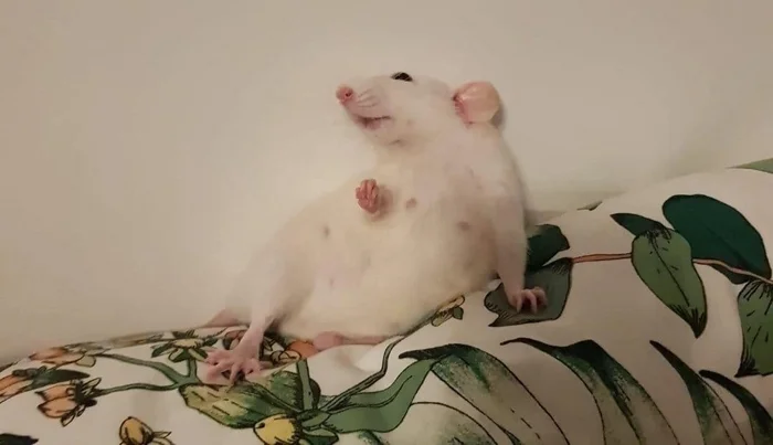 Draw me like your French girls, Jack - Animals, The photo, Decorative rats