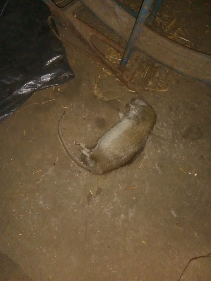 Oh, what a mouse our social catmen caught - My, Life stories, Village, Family, Сельское хозяйство, cat, Rat, Small cats, Mining, Video, Vertical video, Longpost