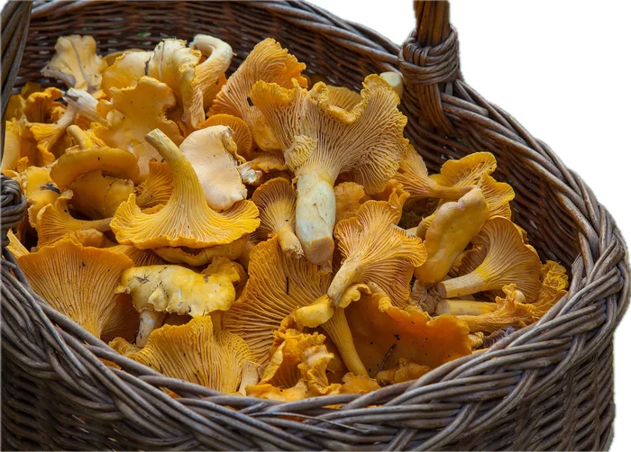 Is it true that eating wild mushrooms is dangerous because of the cadaveric poison that accumulates in them? - My, Mushrooms, Nutrition, Food, Products, Person, Organism, Health, Facts, Проверка, Research, Informative, The medicine, The science, Scientists, Biology, Longpost