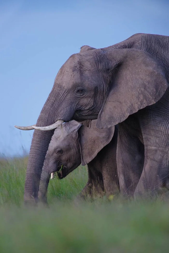 Under reliable protection - Elephants, Baby elephant, Africa, Wild animals, wildlife, Milota, The photo, Alexey Osokin, Telegram (link)