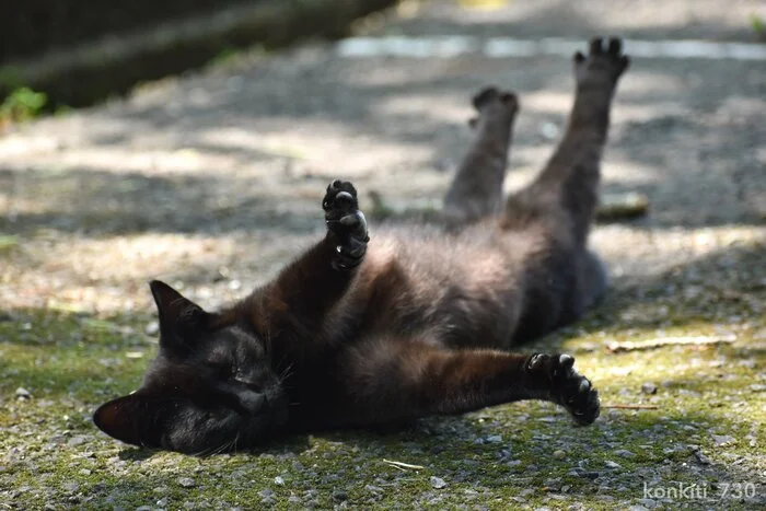 Stretch - cat, Paws, Spreading