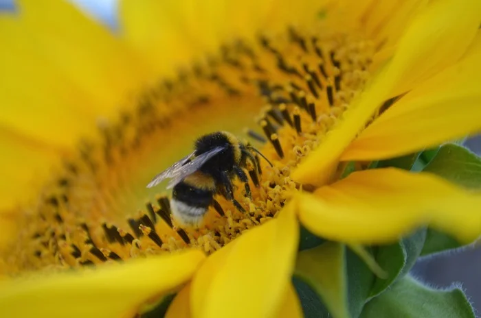 Summer chores - My, Macro photography, Insects, Nikon, Bumblebee, The photo, Sunflower