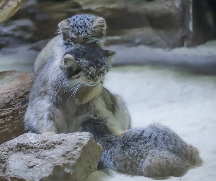 ������ ����, ������� :3