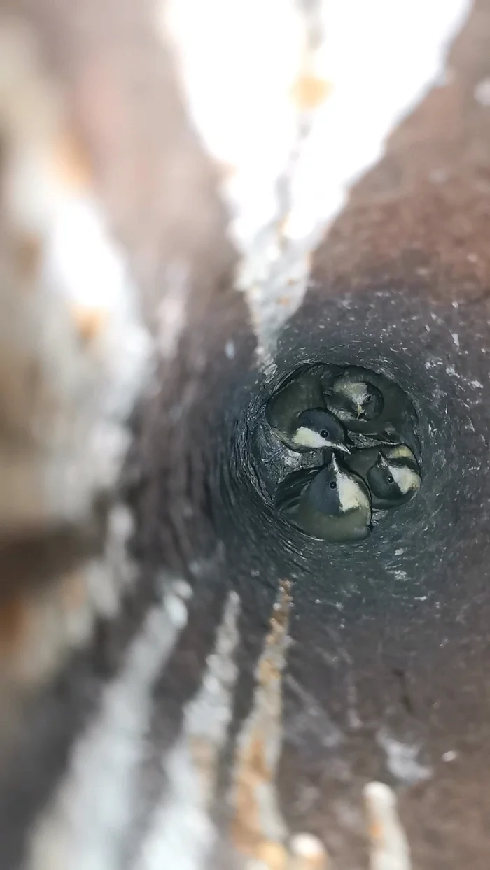 Tits in the pipe - Tit, Ornithology, Ornithology League, Birds, Question, Ask Peekaboo, Longpost