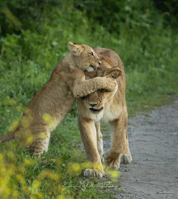 Guess who? - Lion cubs, Lioness, a lion, Big cats, Cat family, Predatory animals, Wild animals, wildlife, National park, Serengeti, Africa, The photo