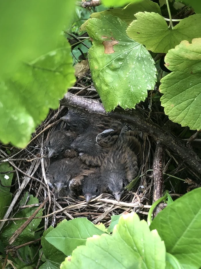 Whose chicks? - What kind of bird?, Chick, Birds, Ornithology, Question, Ask Peekaboo, What's this?