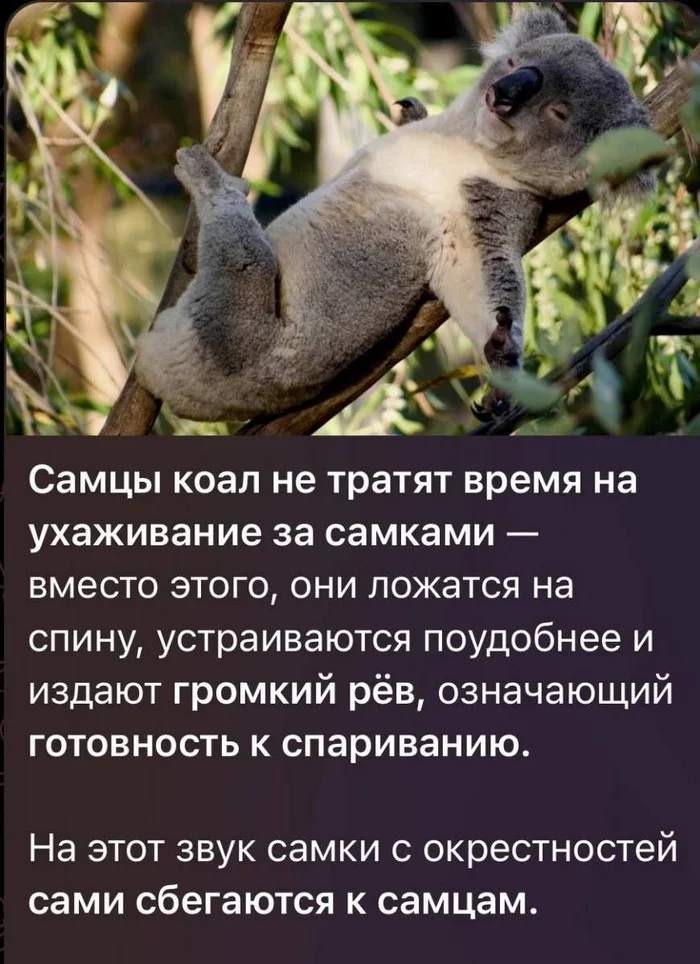 Picture - Picture with text, Nature, Koala