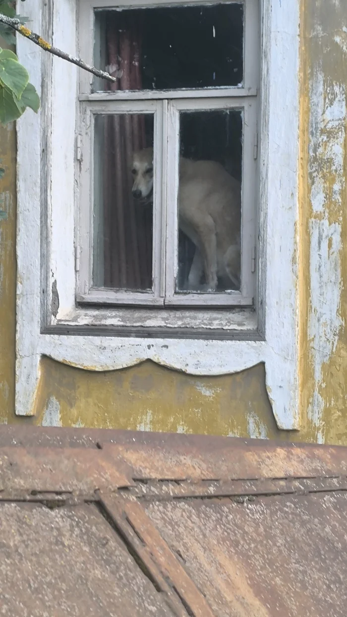 He clearly knows something - My, Good boy, Mobile photography, The photo, Dog, Pets