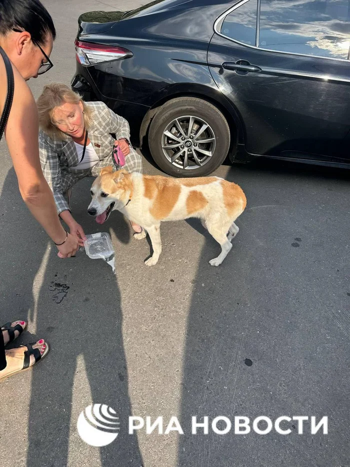 Dog life - Dog, Animal Rescue, Pets, Moscow, SZAO, Ministry of Emergency Situations, Police, High-rise building, Balcony, 2 days, Poor man, Риа Новости, Video, Vertical video, Telegram (link), Longpost