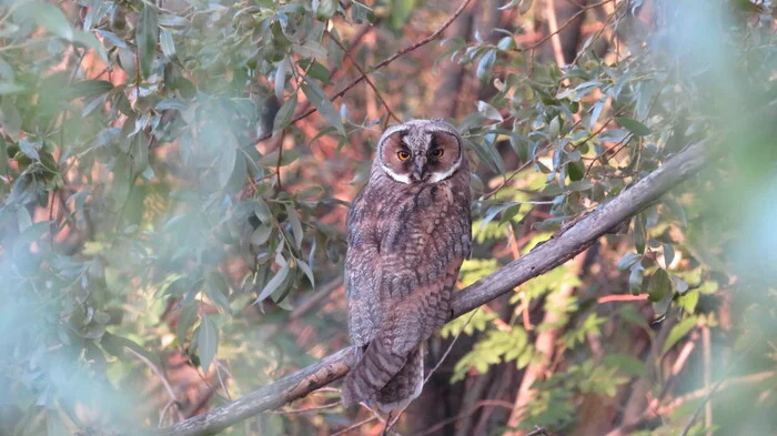 Long-eared Owl, fledgling - My, Animals, Photo hunting, Birds, Ornithology, The nature of Russia, Owl, Bird watching, In the animal world, Predator birds