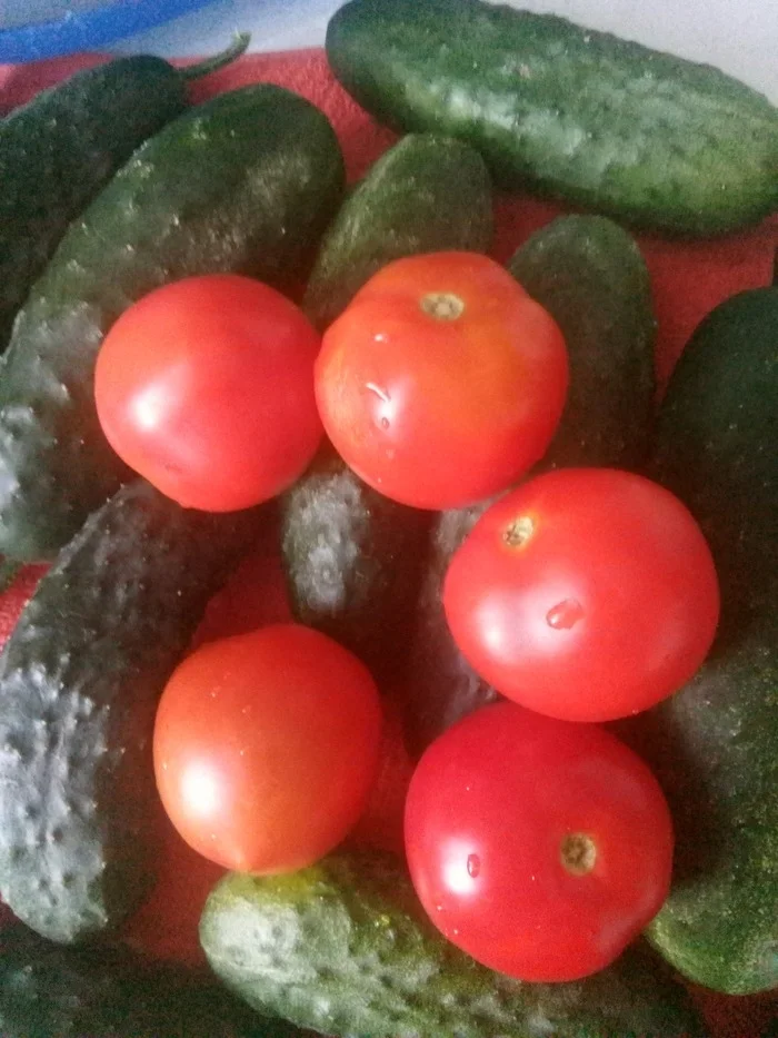 Review of tomato fruits Volgograd Dawns - My, Сельское хозяйство, Village, Garden, Family, Tomatoes, Overview, Dacha, Village, Gardening, Longpost