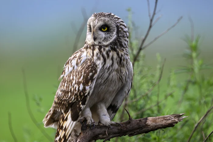 Short-eared owl - My, Photo hunting, The photo, Birds, Ornithology, Wild animals, Video, Youtube