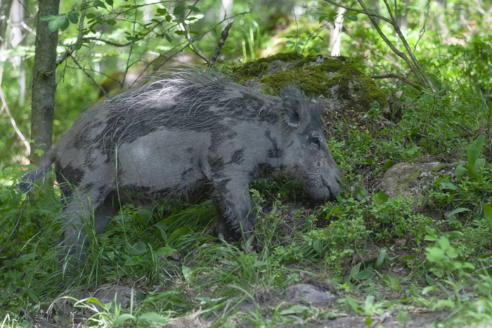 Why does a wild boar need mud baths? - My, Pavel Glazkov, The nature of Russia, Boar, Leningrad region, Video, Video VK, Longpost