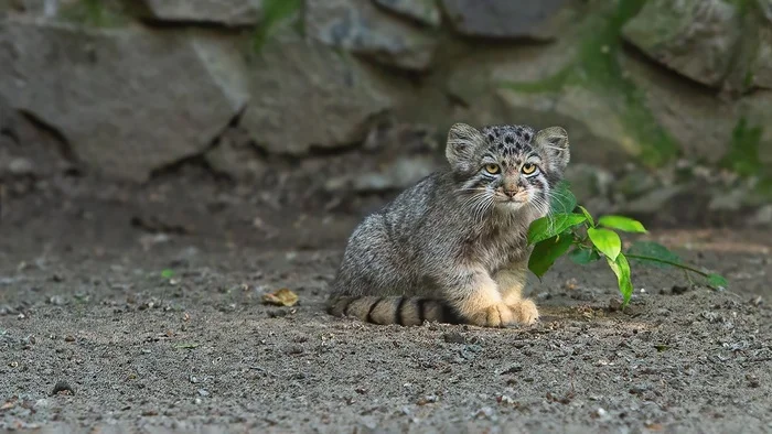 For the little manul - a small tree - Wild animals, Predatory animals, Cat family, Pallas' cat, Small cats, Young, The photo, Zoo, Novosibirsk Zoo