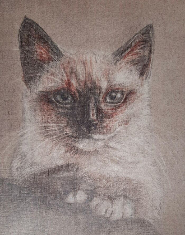 Portrait of a young hooligan - My, Portrait, Beginner artist, Painting, cat, Learning to draw, Pencil, Pencil drawing