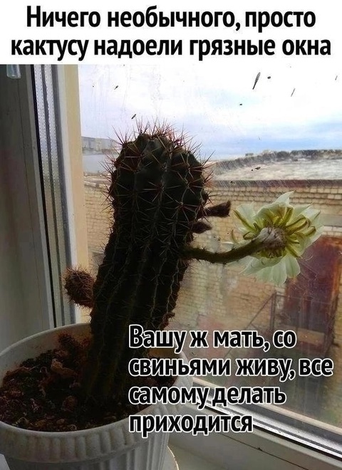 Cleanliness is the key to health - Cactus, Purity, Window, Picture with text, Repeat, Humor, Bloom, Blooming cacti