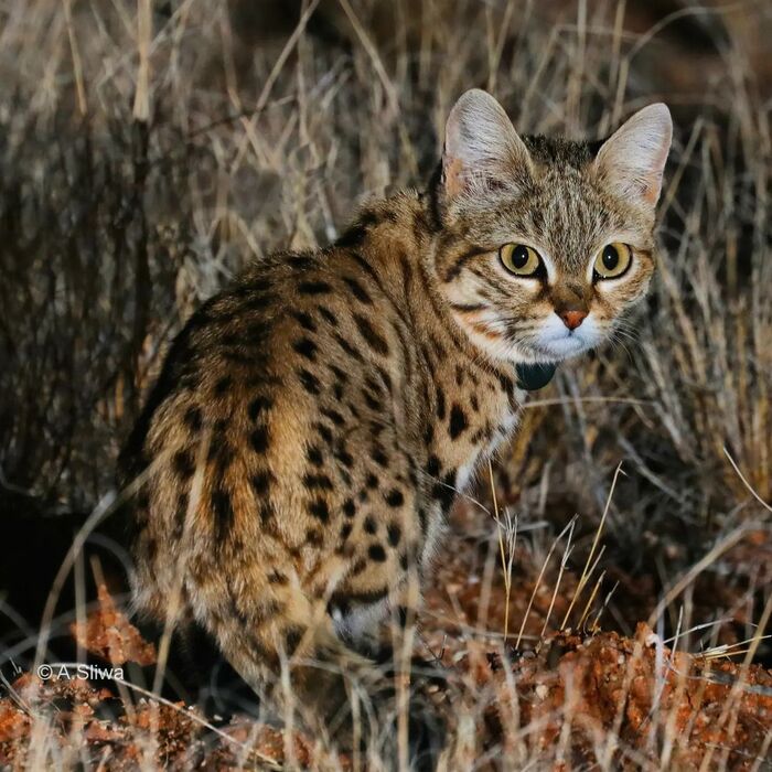 Красавица по имени Нама