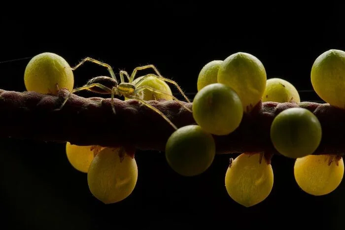 Waiting for prey - Spider, Arthropods, Wild animals, Plants, Fruit, Palm trees, wildlife, South America, The photo