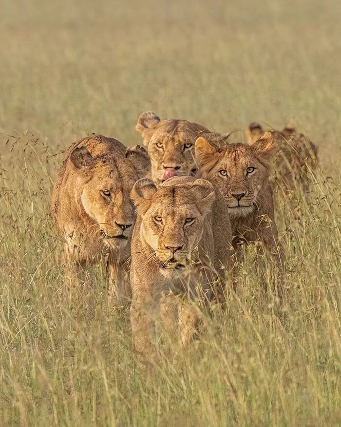 Team - Pride, a lion, Big cats, Cat family, Predatory animals, Wild animals, wildlife, Reserves and sanctuaries, Africa, The photo